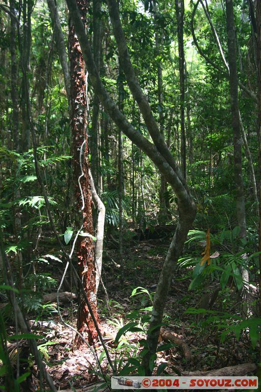 Cap Tribulation - Dubuji Walk
Mots-clés: patrimoine unesco Rainforest