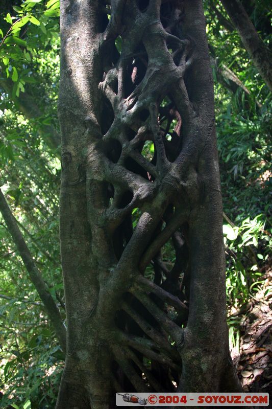 Cap Tribulation - Dubuji Walk
Mots-clés: patrimoine unesco Rainforest