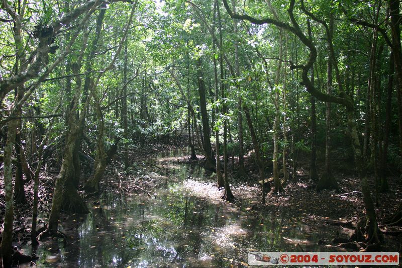 Cap Tribulation - Dubuji Walk
Mots-clés: patrimoine unesco Rainforest