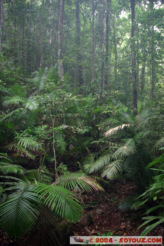 Cap Tribulation - Jindalba walk
Mots-clés: patrimoine unesco Rainforest