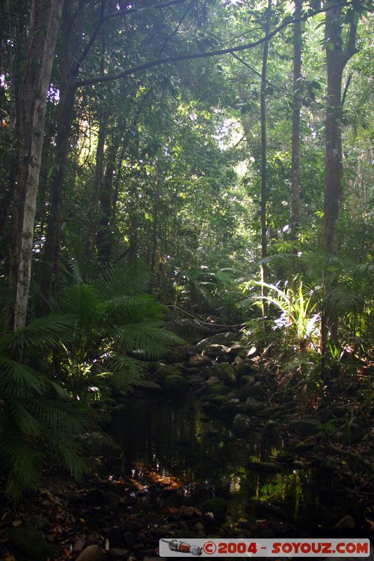 Cap Tribulation - Jindalba walk
Mots-clés: patrimoine unesco Rainforest