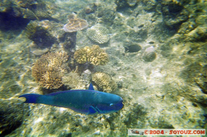 Great barrier reef - Parrot fish
Mots-clés: patrimoine unesco animals Poisson