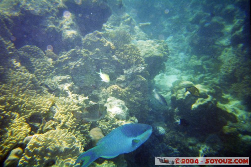 Great barrier reef - Parrot fish
Mots-clés: patrimoine unesco animals Poisson