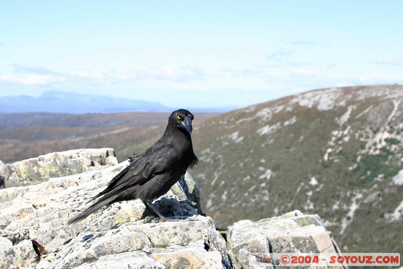 Overland Track - Black Currawong
Mots-clés: animals animals Australia oiseau Black Currawong