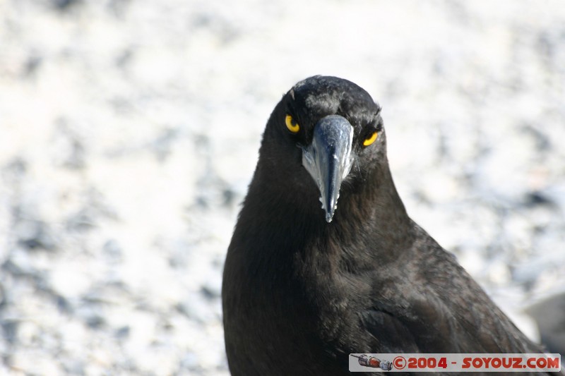 Overland Track - Black Currawong
Mots-clés: animals animals Australia oiseau Black Currawong