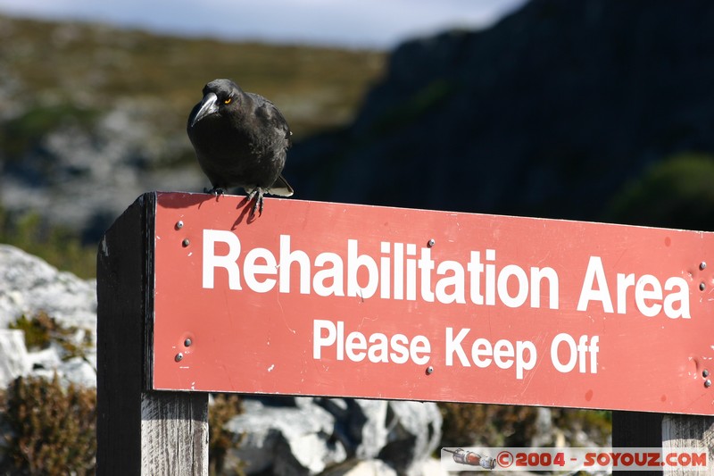 Overland Track - Black Currawong
Mots-clés: animals animals Australia oiseau Black Currawong