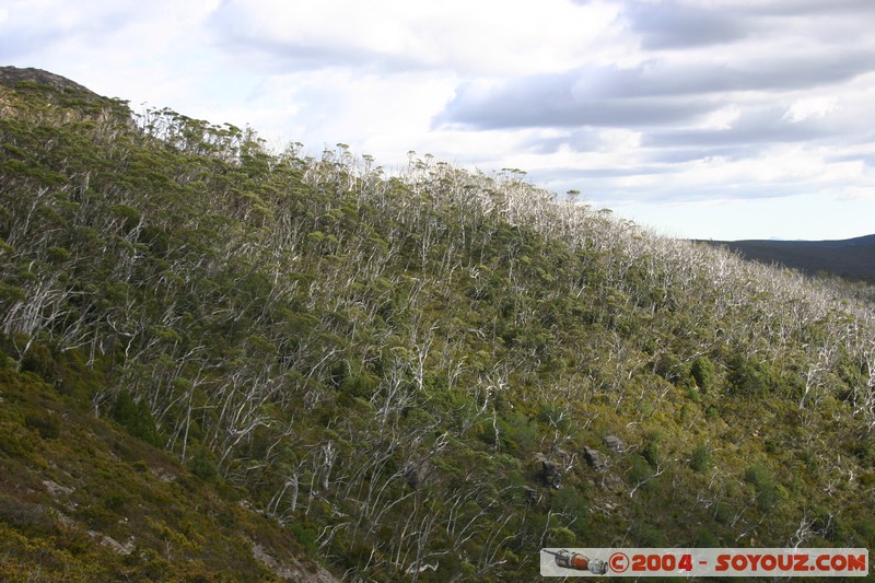 Overland Track
