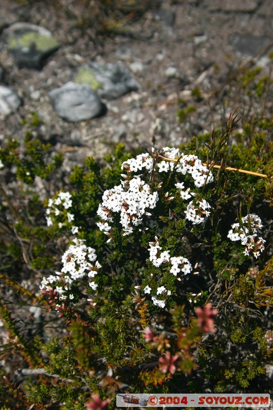 Overland Track
Mots-clés: fleur