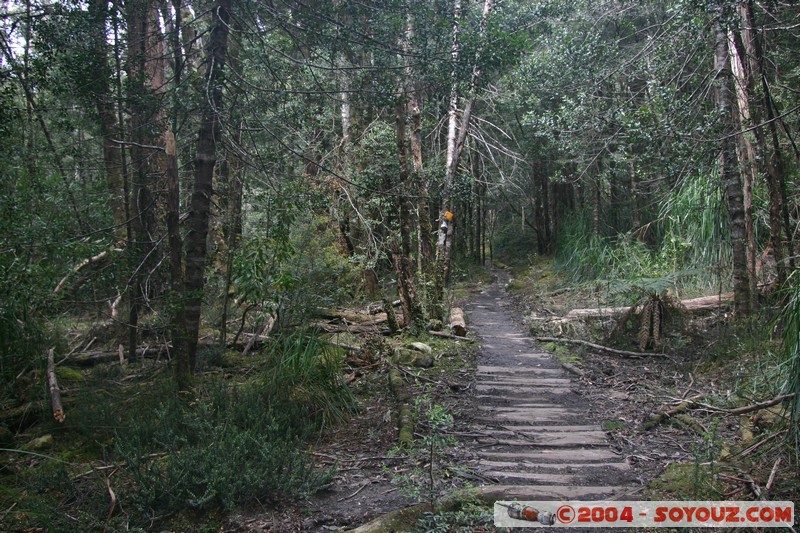 Overland Track - Frog Flats
