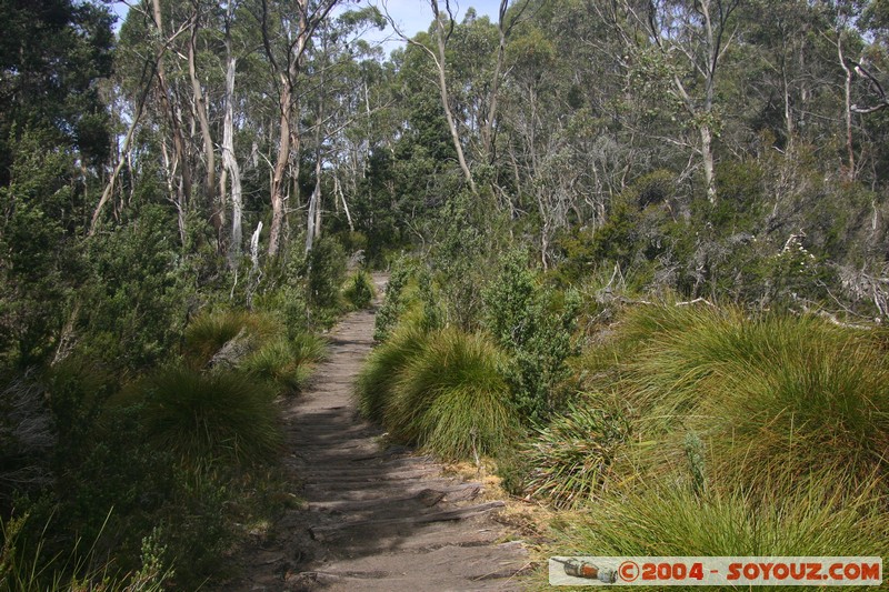 Overland Track - Frog Flats
