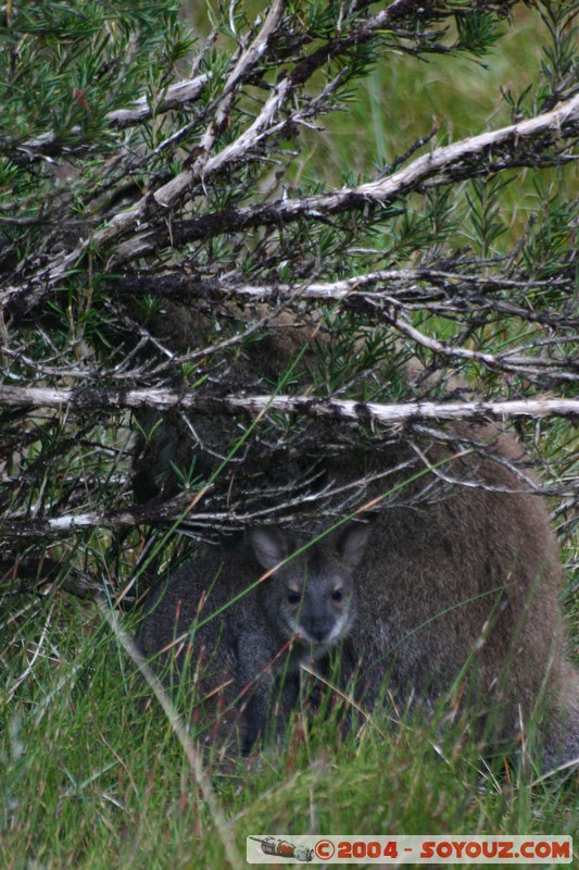 Overland Track - Wallaby
Mots-clés: animals animals Australia Wallaby