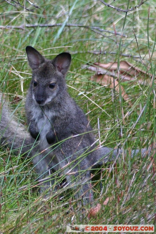 Overland Track - baby Wallaby
Mots-clés: animals animals Australia Wallaby