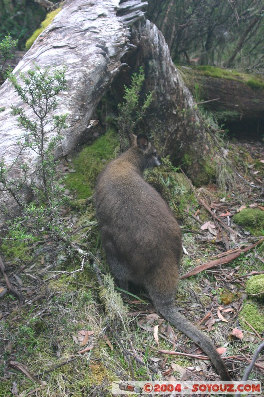 Overland Track - Wallaby
Mots-clés: animals animals Australia Wallaby
