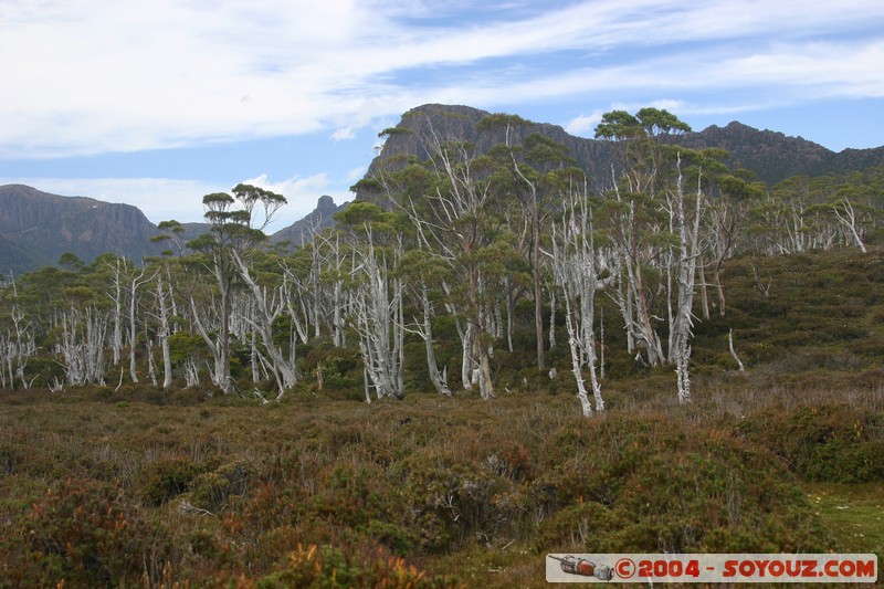 Overland Track - Pelion Gap - Mount Doris
