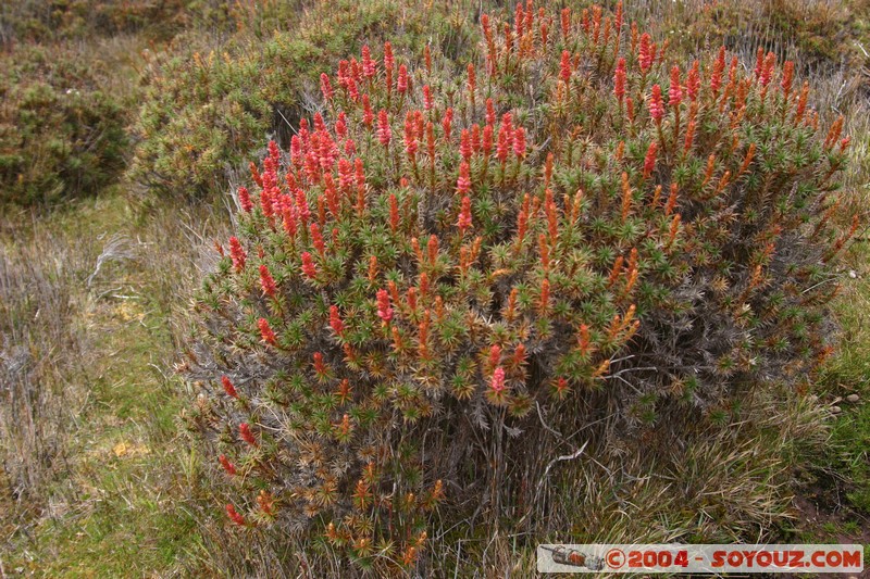 Overland Track - Pelion Gap
