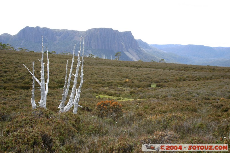 Overland Track - Pelion Gap
