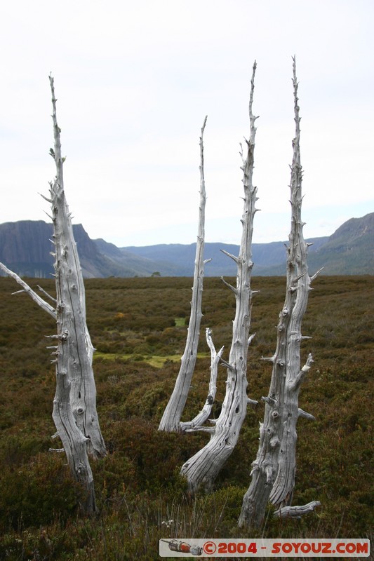 Overland Track - Pelion Gap
