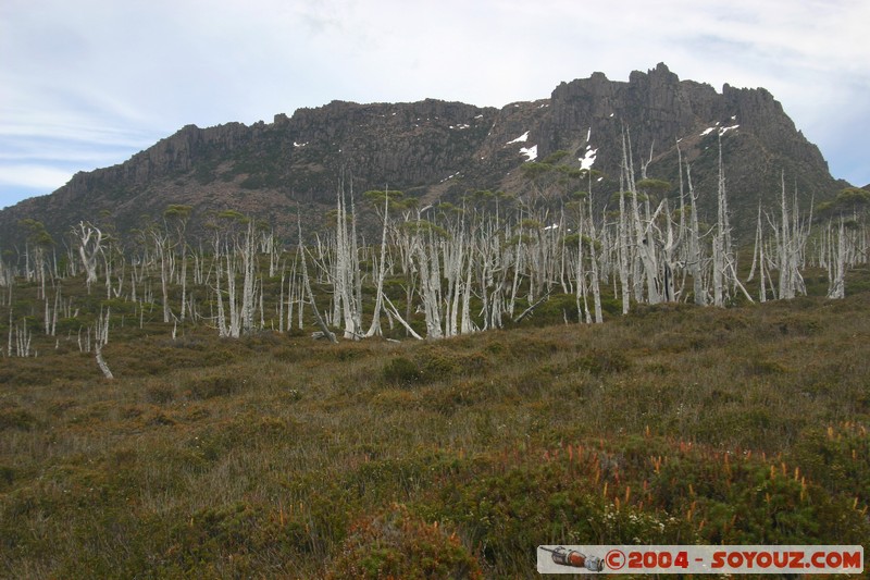 Overland Track - Pelion Gap
