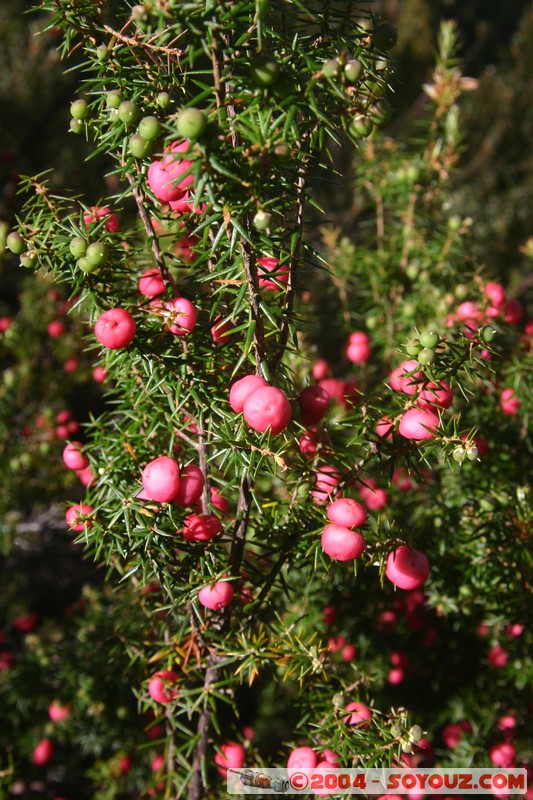 Overland Track
