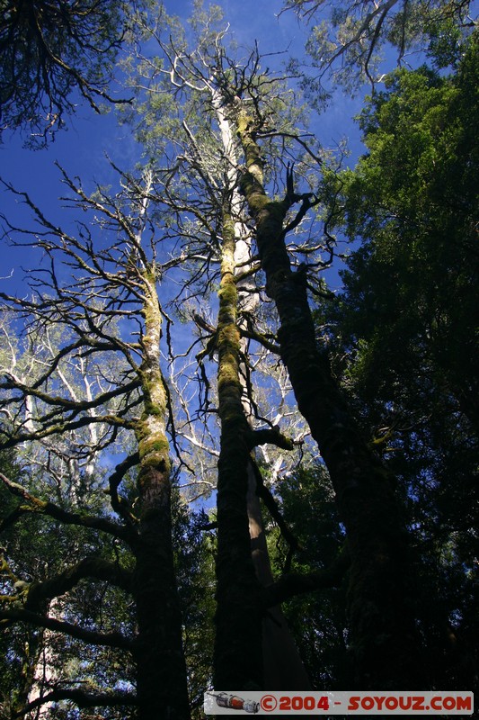 Overland Track
