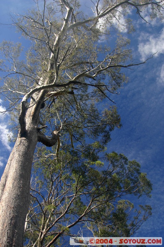 Overland Track
