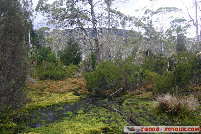 Overland Track - Marion Creek
