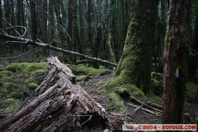 Overland Track - Marion Creek
