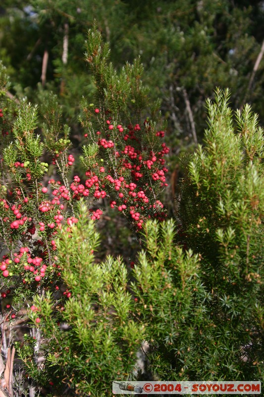 Overland Track
