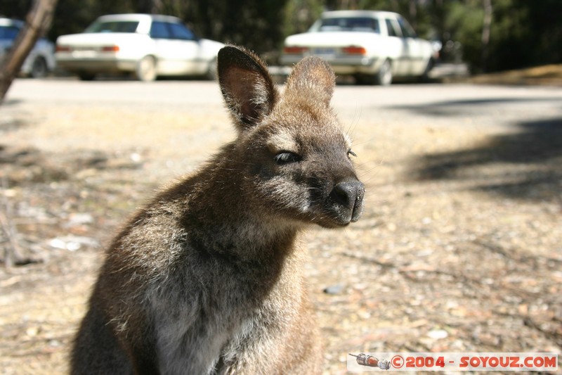 Overland Track - Wallaby
Mots-clés: animals animals Australia Wallaby