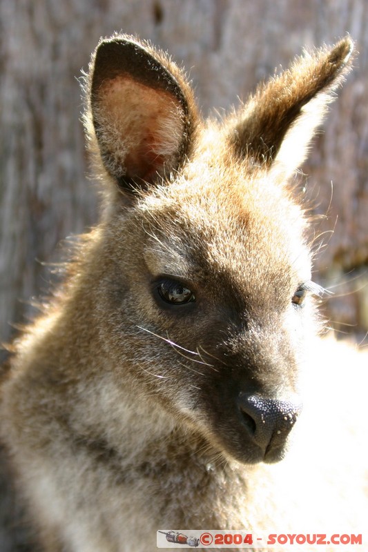 Overland Track - Wallaby
Mots-clés: animals animals Australia Wallaby