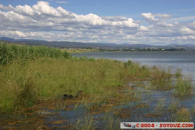 Tamar Island Wetlands park
