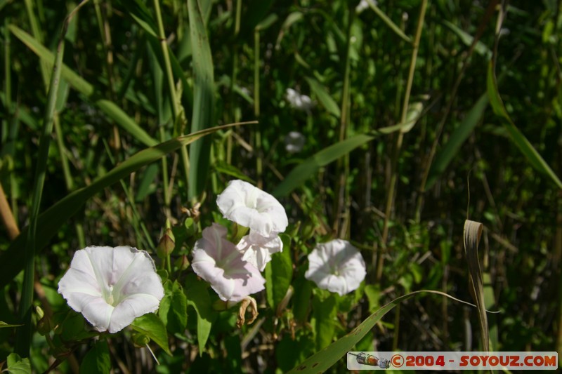 Tamar Island Wetlands park
