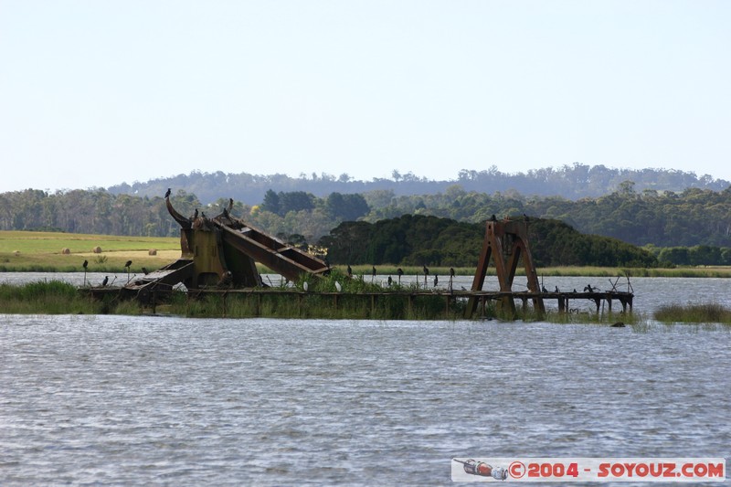 Tamar Island Wetlands park
Mots-clés: oiseau