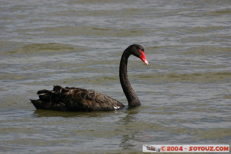 Tamar Island Wetlands park - Cygne
Mots-clés: oiseau Cygne