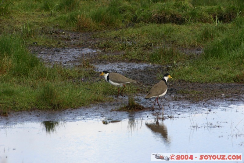 Tamar Island Wetlands park - Masked lapwing
Mots-clés: oiseau Masked lapwing