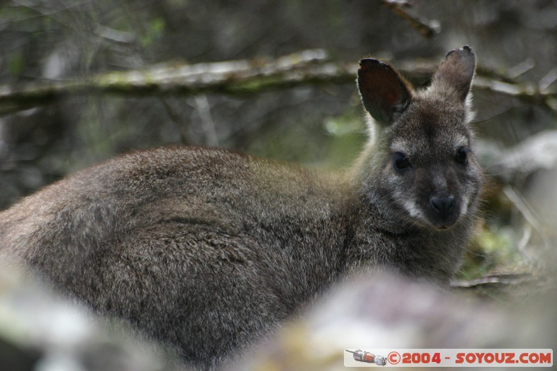 North East Trail - Ralphs Falls - Wallaby
Mots-clés: animals animals Australia Wallaby