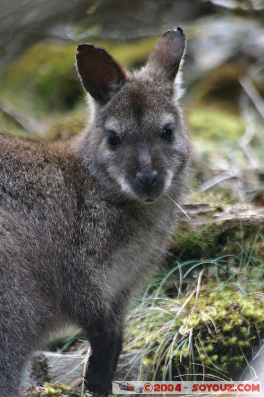 North East Trail - Ralphs Falls - Wallaby
Mots-clés: animals animals Australia Wallaby