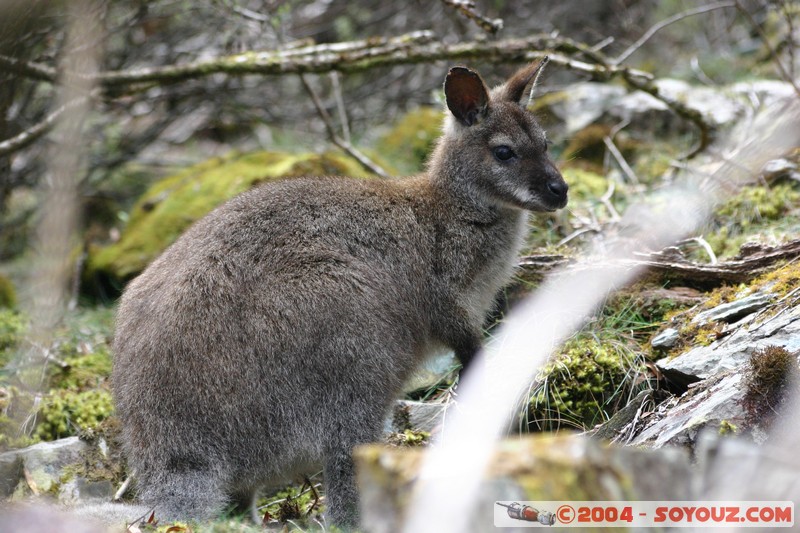 North East Trail - Ralphs Falls - Wallaby
Mots-clés: animals animals Australia Wallaby