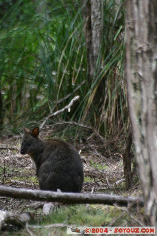 North East Trail - Ralphs Falls - Wallaby
Mots-clés: animals animals Australia Wallaby