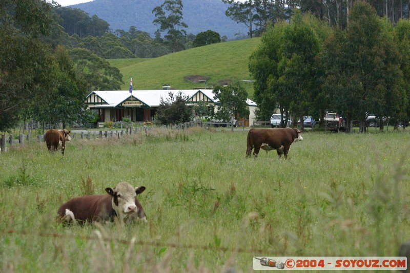 North East Trail - Pub in the Paddock
Mots-clés: animals vaches