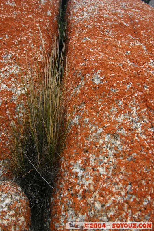 North East Trail - Bay of Fires
