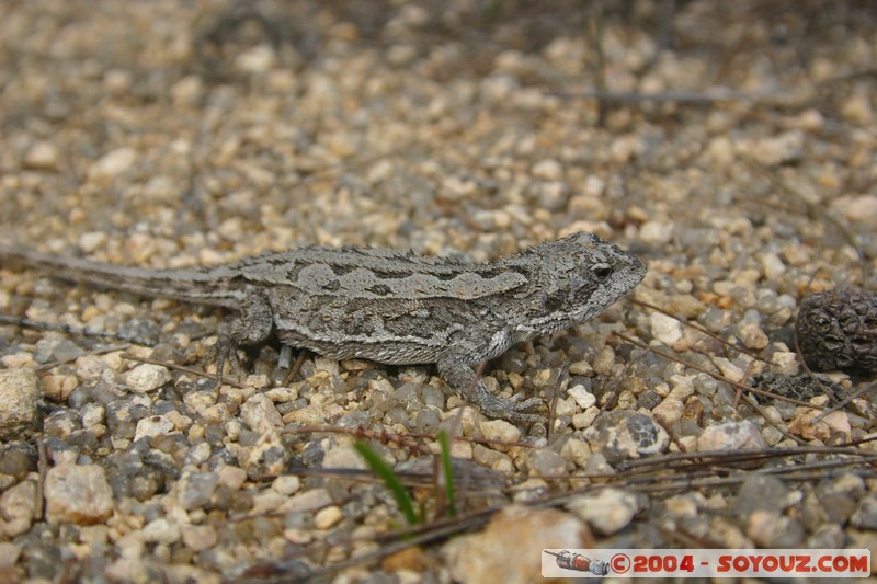 North East Trail - Maclean bay - Lezard
Mots-clés: animals lezard