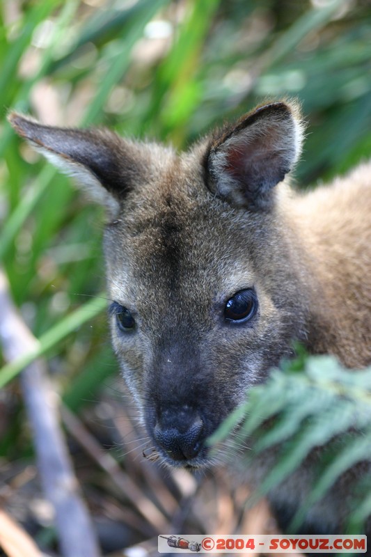 Freycinet National Park - Wallaby
Mots-clés: animals animals Australia Wallaby