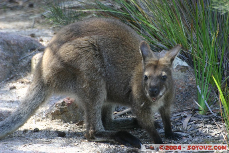 Freycinet National Park - Wallaby
Mots-clés: animals animals Australia Wallaby