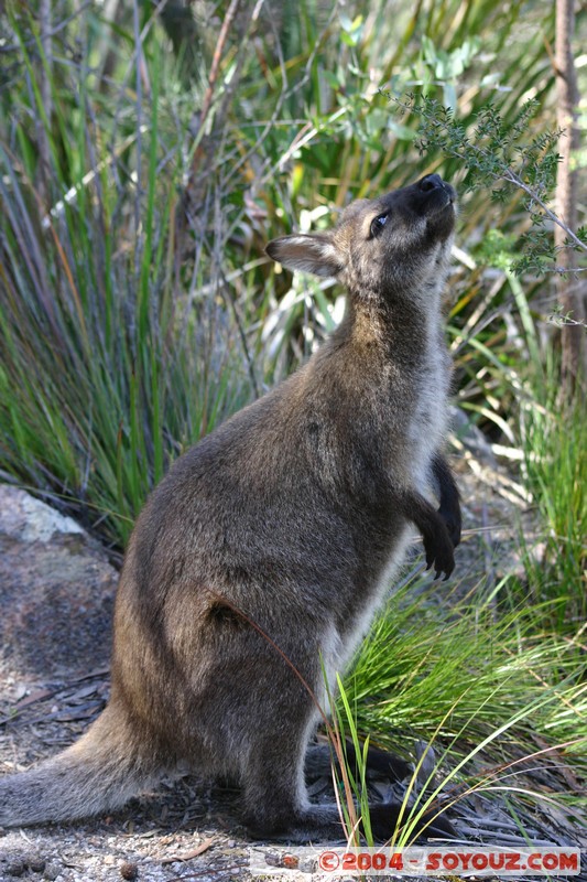 Freycinet National Park - Wallaby
Mots-clés: animals animals Australia Wallaby