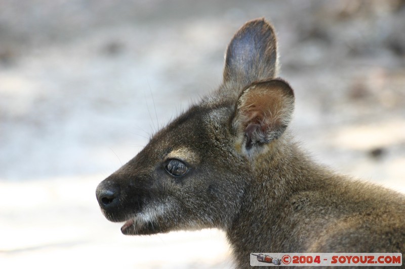 Freycinet National Park - Wallaby
Mots-clés: animals animals Australia Wallaby