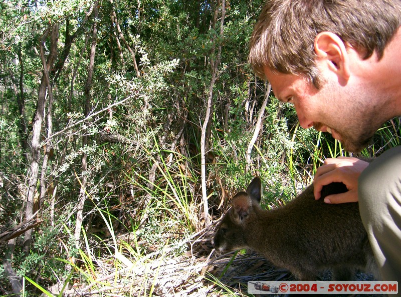 Freycinet National Park - Wallaby
Mots-clés: animals Wallaby animals Australia