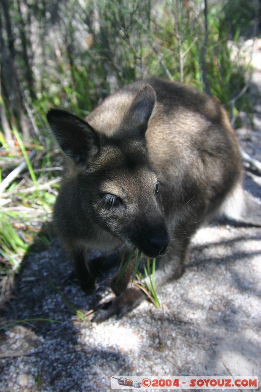 Freycinet National Park - Wallaby
Mots-clés: animals animals Australia Wallaby