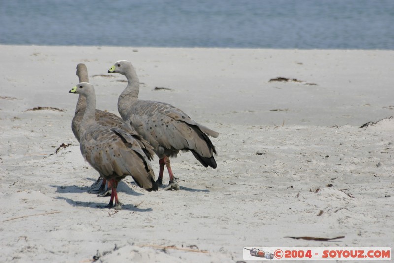 Maria Island - Cape Barren Goose
Mots-clés: animals oiseau Cape Barren Goose