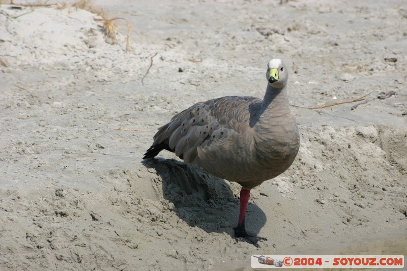 Maria Island - Cape Barren Goose
Mots-clés: animals oiseau Cape Barren Goose